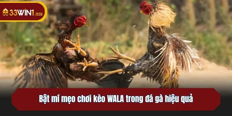 Bật mí mẹo chơi kèo WALA trong đá gà hiệu quả