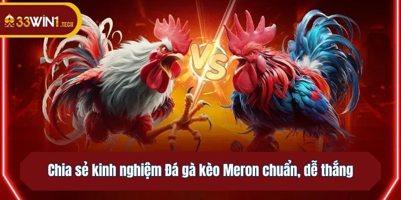 Chia sẻ kinh nghiệm Đá gà kèo Meron chuẩn, dễ thắng