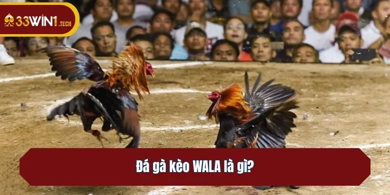 Đá gà kèo WALA là gì?