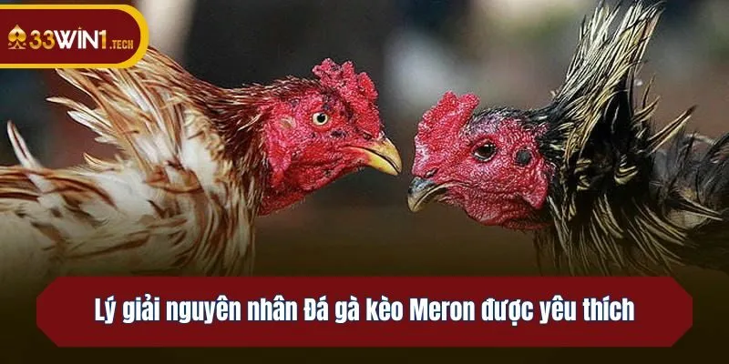 Lý giải nguyên nhân Đá gà kèo Meron được yêu thích
