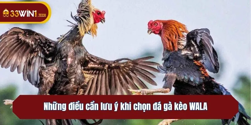 Những điều cần lưu ý khi chọn kèo WALA đá gà